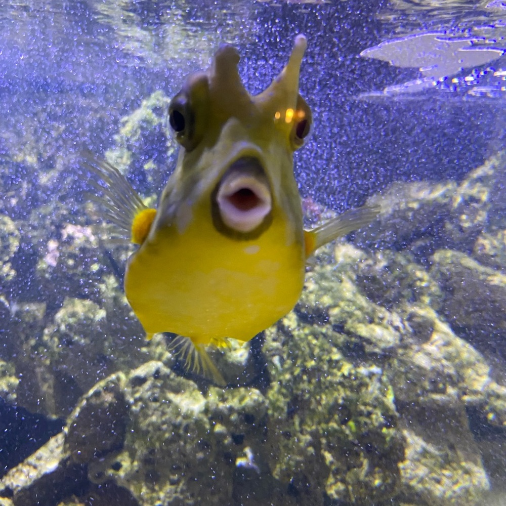 Meet your Posher, Marie